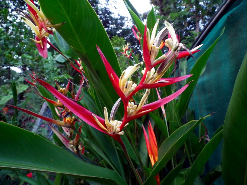 florida flowers to grow in shade