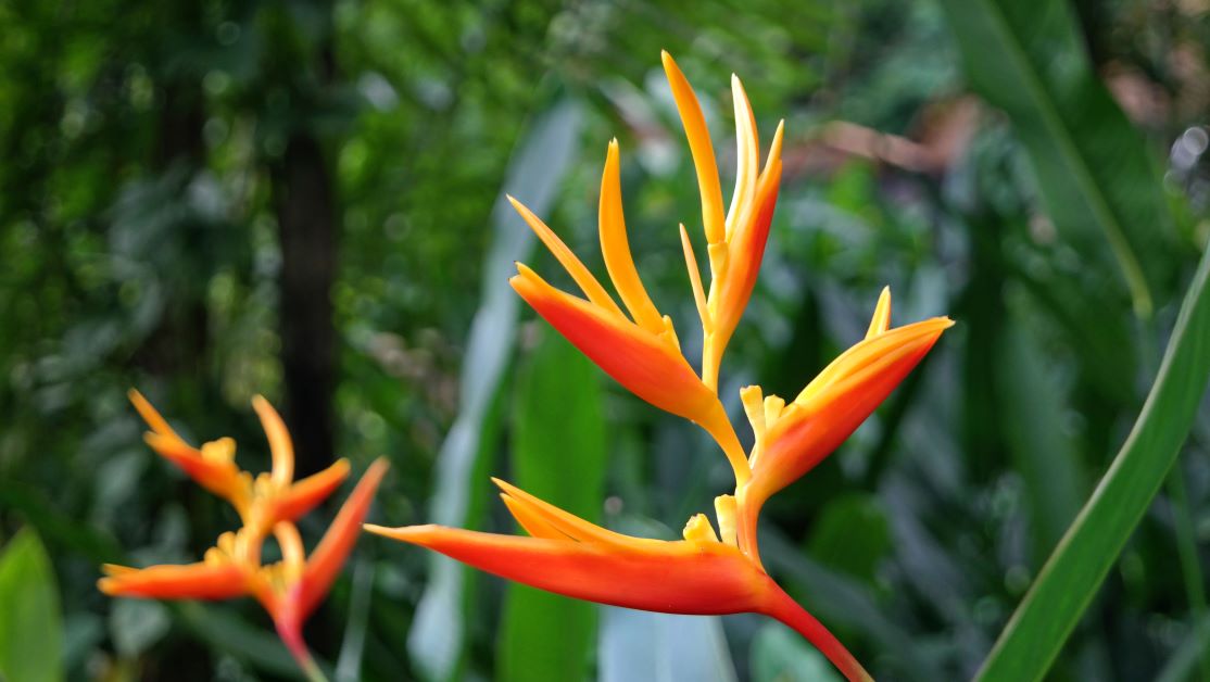 false bird of paradise