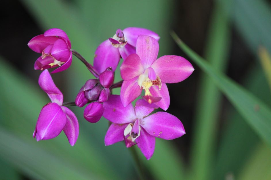 nun's hood orchid