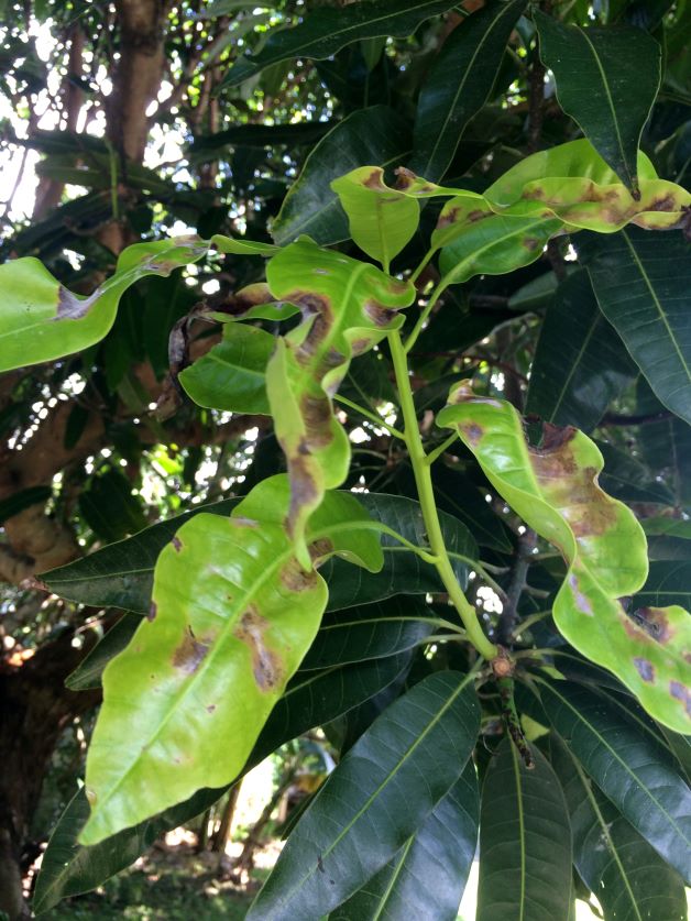 powdert mildew on mango tree