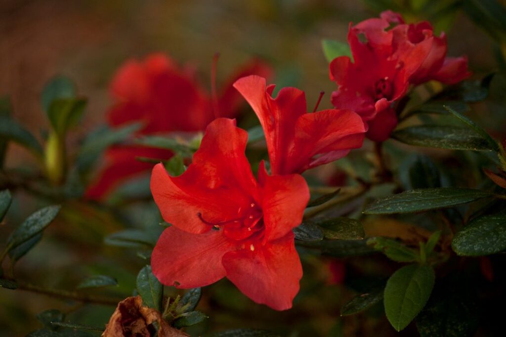 red azalea