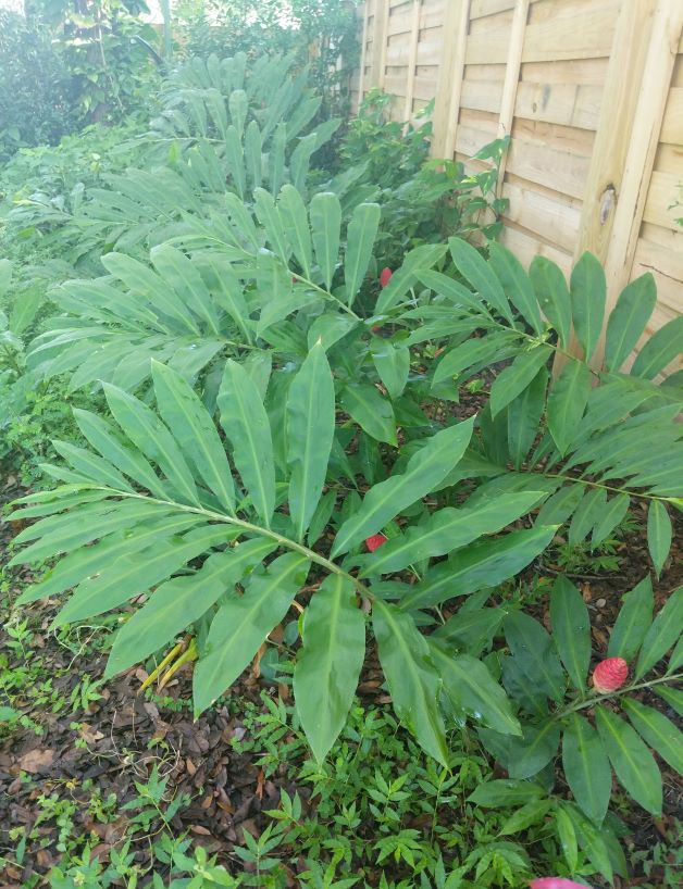 how to grow shampoo ginger