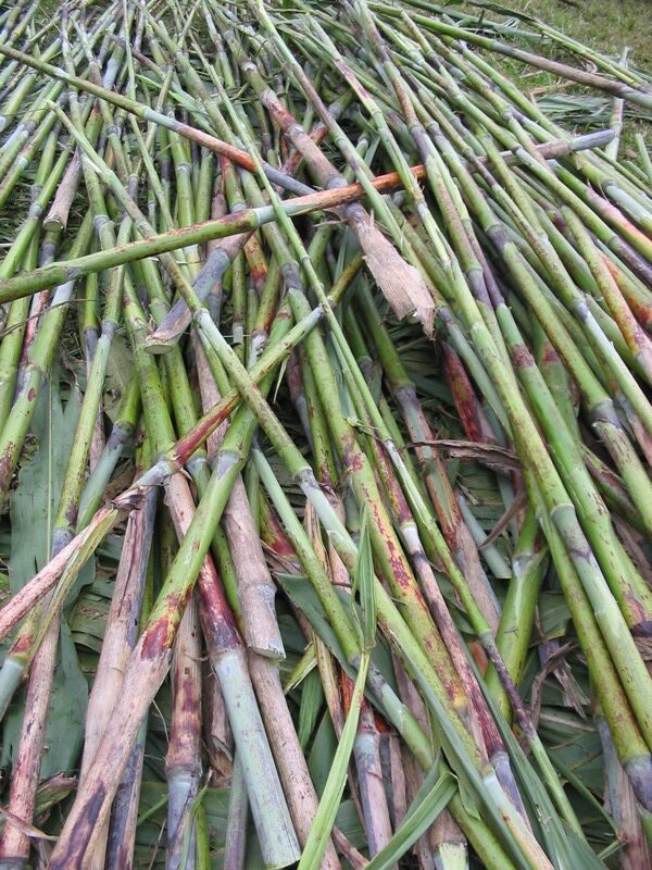 harvesting sorghum canes