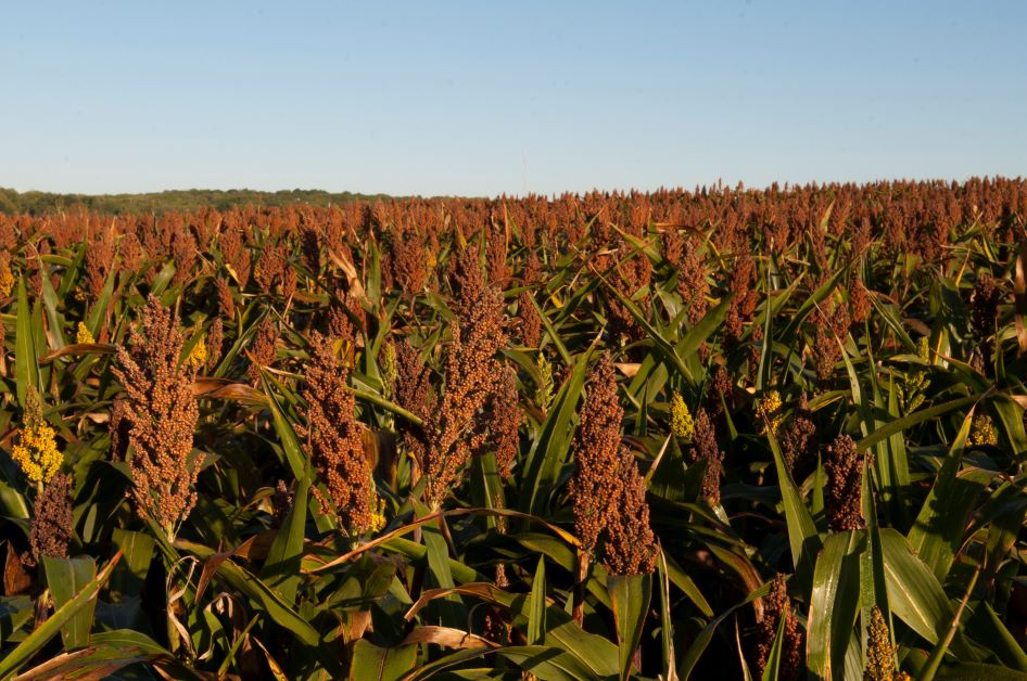 sorghum 