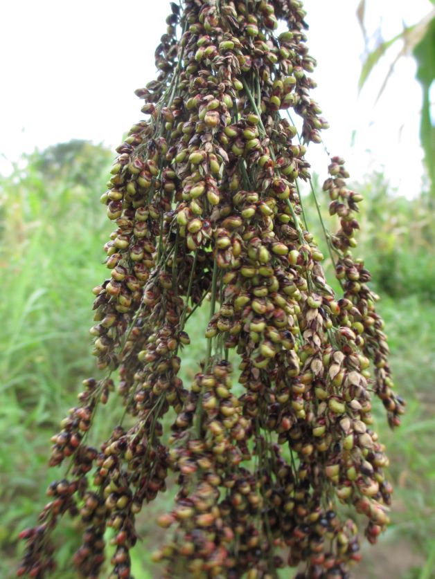 harvesting sorghum