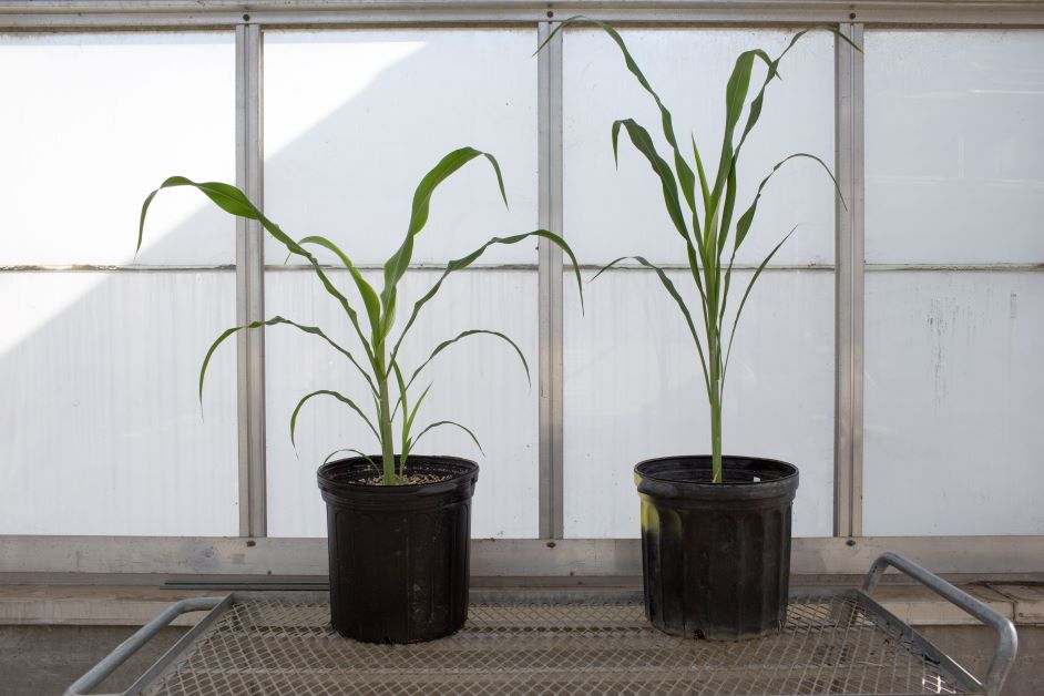 sorghum in pots