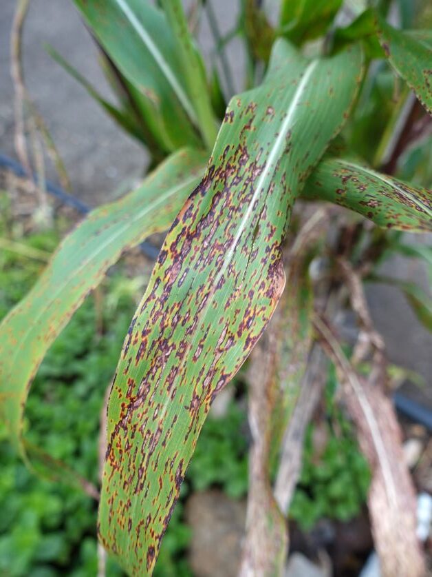 sorghum rust