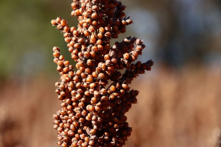 How to Grow Sorghum in Florida