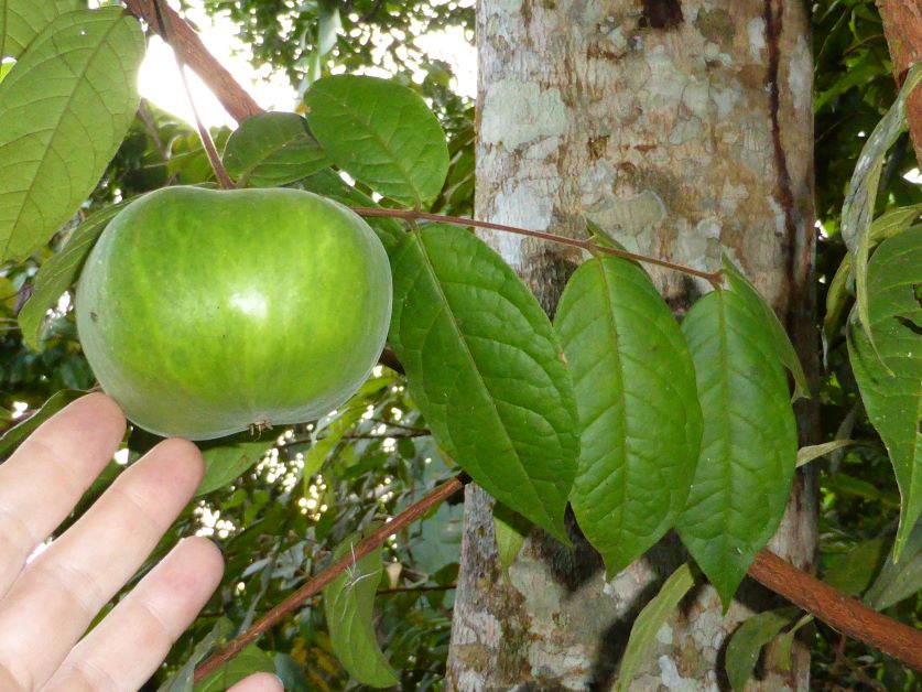 unripe araza fruit