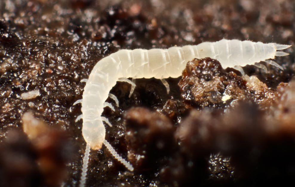 garden centipedes