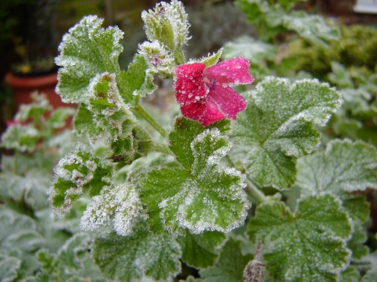 7 Ways to Frost Protect Plants in Florida